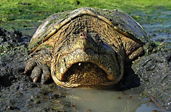 Snapping Turtle